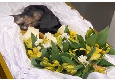 Cerim&ocirc;nia foi realizada em homenagem ao cachorro Bob e marcou uma nova forma de despedida para fam&iacute;lias com animais de estima&ccedil;&atilde;o.