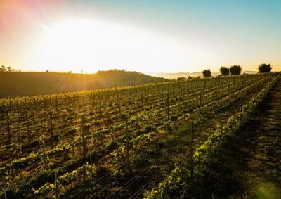 Cidade faz parte da Rota Vitivin&iacute;cola do Cristalino Paulista, que busca fortalecer a produ&ccedil;&atilde;o de uvas, vinhos e o turismo na regi&atilde;o