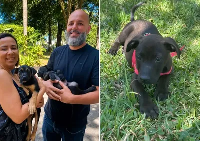 Joice e William conheceram os animais pelas redes sociais e viajaram at&eacute; Bragan&ccedil;a para adot&aacute;-los