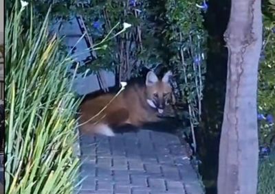 Animal foi registrado durante a madrugada desta sexta-feira (4); outros avistamentos ocorreram nos &uacute;ltimos dias