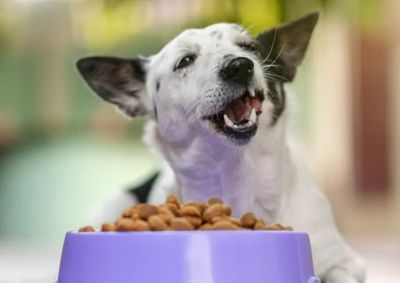 Proposta aprovada pelos vereadores prev&ecirc; doa&ccedil;&atilde;o de alimentos e acess&oacute;rios para protetores de animais, ONGs e fam&iacute;lias de baixa renda