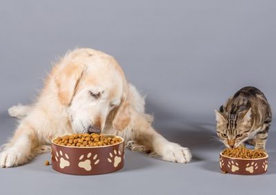 Cadastro on-line deve ajudar a identificar as necessidades dos animais que vivem nas ruas; moradores tamb&eacute;m podem doar ra&ccedil;&atilde;o e insumos veterin&aacute;rios