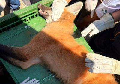 Animal foi resgatado em Bragan&ccedil;a Paulista ap&oacute;s circular durante a madrugada; em Atibaia, esp&eacute;cie tamb&eacute;m j&aacute; foi vista pr&oacute;xima a &aacute;reas urbanas
