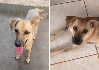 Let&iacute;cia busca por sua companheira de quatro patas desaparecida desde quarta-feira