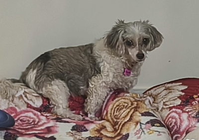 Princesa &eacute; idosa e est&aacute; tosada; qualquer informa&ccedil;&atilde;o sobre o paradeiro dela pode ser repassada pelo telefone (17) 99166-6262