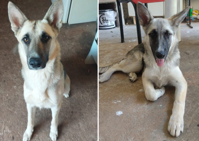 Animal tem um ano de idade, &eacute; man&ccedil;o e foi visto pela &uacute;ltima vez h&aacute; duas semanas