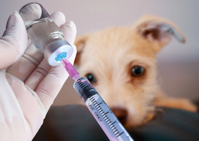 A&ccedil;&atilde;o j&aacute; come&ccedil;ou neste s&aacute;bado e atende moradores da regi&atilde;o com vacina gratuita e cadastro de pets