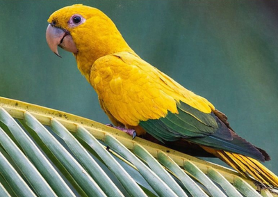 O animal, que possui uma plumagem amarela vibrante e exige cuidados especiais, desapareceu no &uacute;ltimo s&aacute;bado (18); crian&ccedil;a de 6 anos sofre com a perda