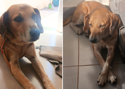 Maylon, um vira-lata caramelo de 9 anos, fugiu ap&oacute;s o port&atilde;o da casa ser aberto; fam&iacute;lia pede ajuda para encontr&aacute;-lo