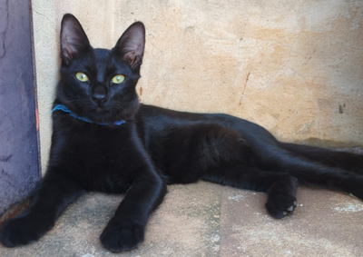 Pudim sumiu no Nova Bady; animal usa coleira com identifica&ccedil;&atilde;o e fam&iacute;lia pede ajuda da popula&ccedil;&atilde;o