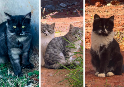 Animais vivem em um condom&iacute;nio, enfrentam risco de perder o abrigo e buscam ado&ccedil;&atilde;o ou lar tempor&aacute;rio durante o inverno