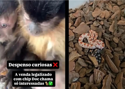 Investigada com 18 mil seguidores apresentou documenta&ccedil;&atilde;o falsa e afirmou que o animal tinha microchip, segundo a Pol&iacute;cia Ambiental.

