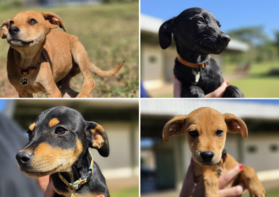 A&ccedil;&atilde;o na Casa Lima Lar re&uacute;ne c&atilde;es e gatos resgatados por protetoras independentes e oferece orienta&ccedil;&otilde;es sobre ado&ccedil;&atilde;o respons&aacute;vel; confira os detalhes