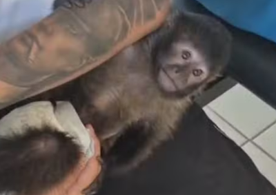 Caso registrado ap&oacute;s den&uacute;ncia de com&eacute;rcio ilegal de animais ganha novo desdobramento e destaca o trabalho realizado pelo Zoobot&acirc;nico de Rio Preto