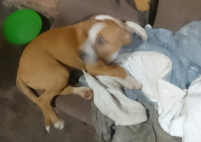 Segundo a PM, animal foi amarrado a um pilar e arremessado ao ch&atilde;o tr&ecirc;s vezes; suspeito foi levado &agrave; Delegacia de Potirendaba