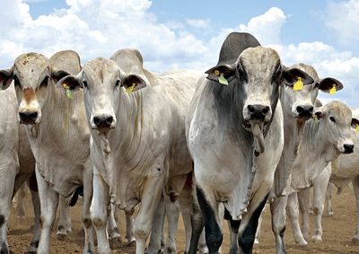Procedimento &eacute; obrigat&oacute;rio para produtores rurais e fundamental para manuten&ccedil;&atilde;o da sanidade animal no estado