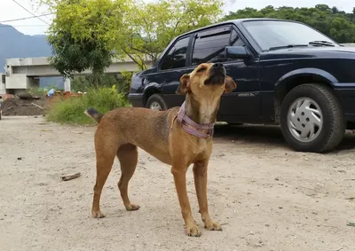 Norma endurece multas por crueldade, abandono e reincid&ecirc;ncia, e condiciona descontos ao cumprimento de acordos ambientais

