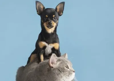 Baixa umidade do ar pode favorecer problemas respirat&oacute;rios, irrita&ccedil;&atilde;o nos olhos e desidrata&ccedil;&atilde;o em c&atilde;es e gatos; veja os principais cuidados
