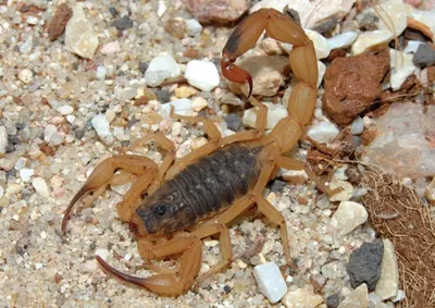 Saiba como agir ao encontrar o animal, o que jamais deve ser feito e quais os cuidados imediatos em caso de picada
