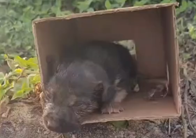 Animal foi abandonado e den&uacute;ncia de maus-tratos mobiliza pedido de conscientiza&ccedil;&atilde;o