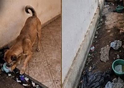 Animal foi localizado em condi&ccedil;&atilde;o de abandono e encaminhado para atendimento dos &oacute;rg&atilde;os respons&aacute;veis