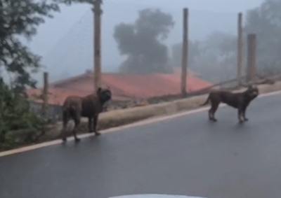 Animais foram flagrados e filmados durante caminhadas na regi&atilde;o