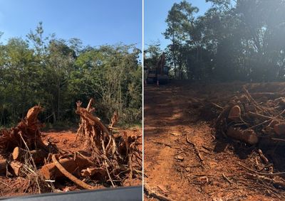 Relatos apontam intensifica&ccedil;&atilde;o do corte em trecho de alargamento de estrada. Prefeitura afirma que todas as etapas da obra foram conduzidas conforme a lei.