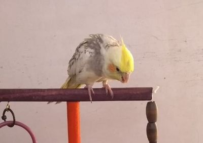 Ave sumiu na manh&atilde; deste s&aacute;bado (6) na rua Ant&ocirc;nio Maffezzolli