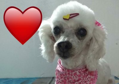 July fugiu durante a tarde da casa da fam&iacute;lia localizada no bairro Cedro