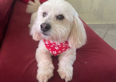 Marvin sumiu no&nbsp;&uacute;ltimo s&aacute;bado, 21 de dezembro, pr&oacute;ximo a Havan, no Centro de Brusque
