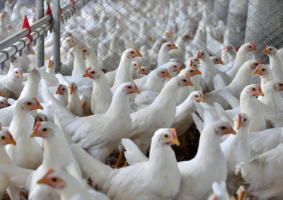 Safra e exporta&ccedil;&otilde;es recordes puxaram o bom desempenho da ind&uacute;stria de alimentos 