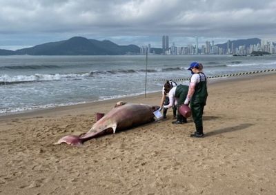 Animal media cerca de 3,7 metros de comprimento e pesava aproximadamente 1,5 tonelada
