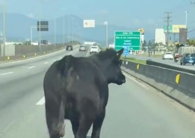 Animal chegou a atravessar a rodovia em meio ao tr&acirc;nsito na manh&atilde; deste domingo (7)