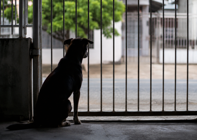 Segundo a Fujama, objeto impedia o cachorro de urinar e pode ter causado danos permanentes