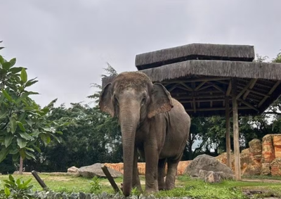 Animal dever&aacute; ser transferido para o Santu&aacute;rio de Elefantes Brasil em at&eacute; 60 dias