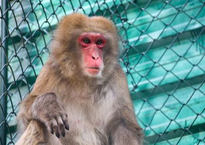 Rec&eacute;m-chegada do Zool&oacute;gico de Pomerode, a f&ecirc;mea de macaco-japon&ecirc;s far&aacute; companhia a outros dois macacos
