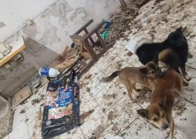 Pol&iacute;cia Militar encontrou 22 c&atilde;es, dois gatos e oito animais mortos; respons&aacute;vel pelo im&oacute;vel foi levada &agrave; delegacia