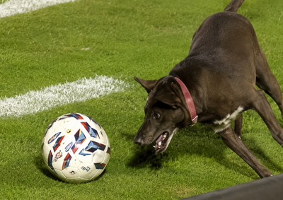 Animal entrou em campo durante o primeiro tempo, brincou com a bola e deixou o gramado espontaneamente ap&oacute;s alguns minutos