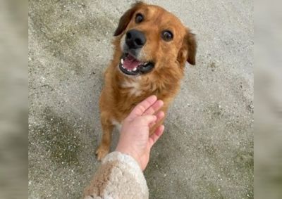 Entidade que atende cerca de 200 animais por m&ecirc;s informa que o estoque de ra&ccedil;&atilde;o acabou e pede ajuda da comunidade