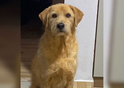 Tutor pede a colabora&ccedil;&atilde;o da comunidade para localizar o cachorro, visto pela &uacute;ltima vez no bairro Limoeiro