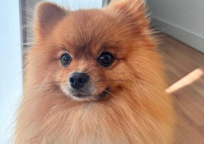 Quem tiver informa&ccedil;&otilde;es sobre o paradeiro do animal pode entrar em contato com a tutora pelo telefone informado na divulga&ccedil;&atilde;o