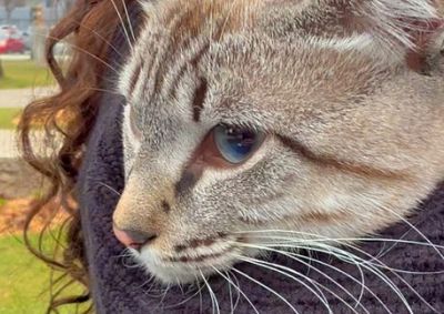Mais de 150 c&atilde;es e gatos ser&atilde;o atendidos na a&ccedil;&atilde;o, que tamb&eacute;m oferecer&aacute; vacina&ccedil;&atilde;o antirr&aacute;bica e microchipagem gratuitas