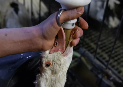 Santa Catarina j&aacute; contava com restri&ccedil;&otilde;es em Blumenau e Florian&oacute;polis; agora a proibi&ccedil;&atilde;o ao foie gras passa a valer em todo o pa&iacute;s