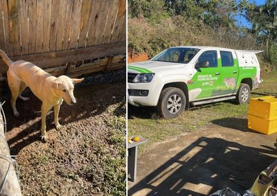 Animais foram recolhidos para atendimento veterin&aacute;rio ap&oacute;s a&ccedil;&atilde;o conjunta da Pol&iacute;cia Civil e &oacute;rg&atilde;os de prote&ccedil;&atilde;o animal