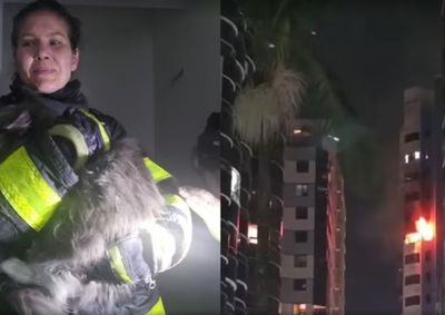 Bombeiros n&atilde;o sabiam que havia um animal no apartamento; felino foi localizado durante a ventila&ccedil;&atilde;o do im&oacute;vel e saiu ileso