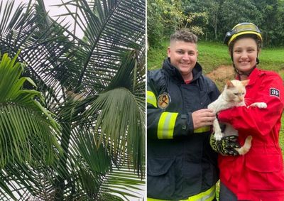 Coqueiro de aproximadamente cinco metros estava em uma &aacute;rea &iacute;ngreme no bairro Barranco Alto