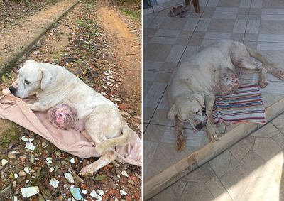 Animal apresentava tumor na regi&atilde;o abdominal, baixo escore corporal e indicativos de anemia, segundo avalia&ccedil;&atilde;o veterin&aacute;ria