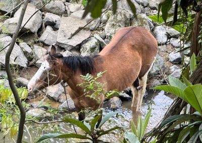 Propriet&aacute;rio suspeita que algu&eacute;m tenha tentado furtar o animal, vers&atilde;o que n&atilde;o foi confirmada pelas autoridades