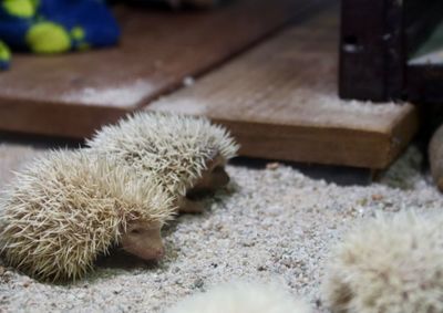 Al&eacute;m dos quatro filhotes de hedgehog, parque recebeu animais provenientes de apreens&otilde;es e encaminhados pelo CETA