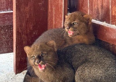Felinos vieram de hospital veterin&aacute;rio de Londrina e ganharam espa&ccedil;o adaptado no parque